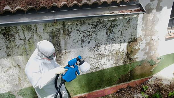 Trusted Basement Mold Remediation service in Mears, MI - Cheap Mold Removal